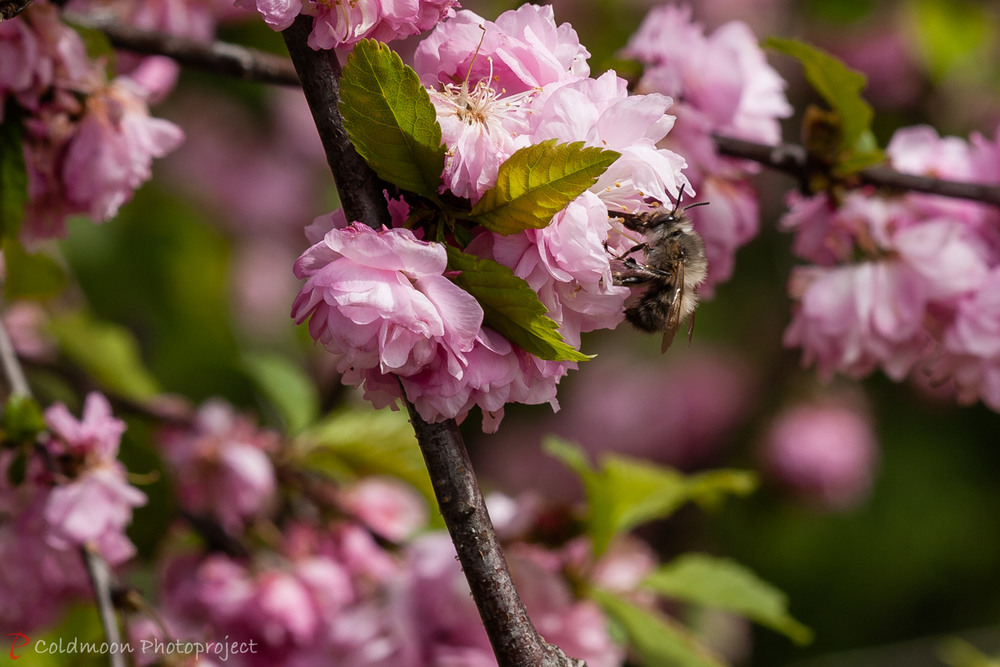 Фотографія Весенние зарисовки "В меховой шубке" / Ruslan Minakryn / photographers.ua