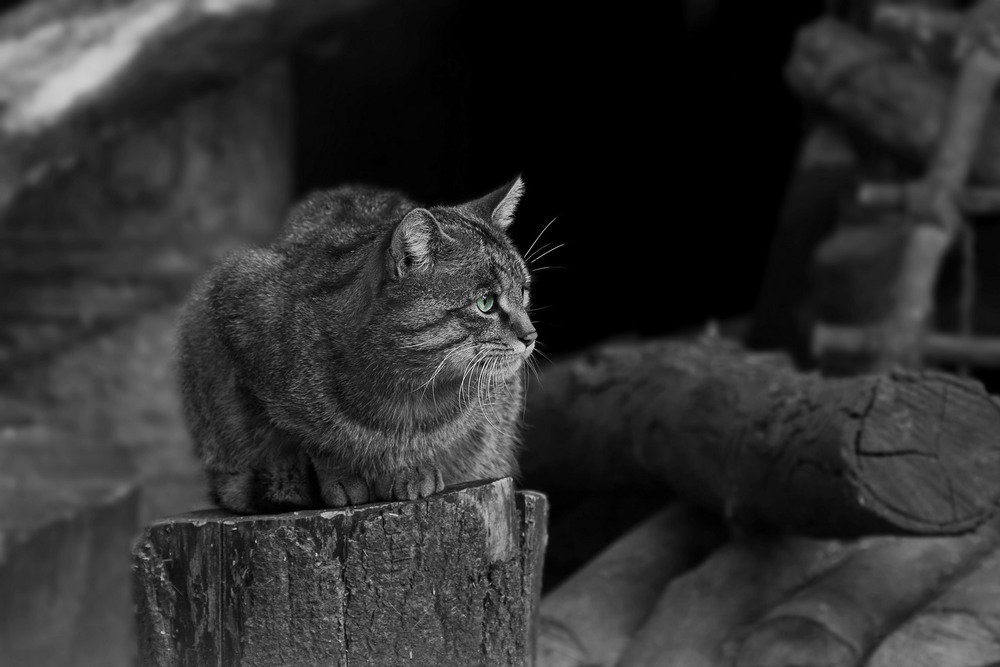 Фотографія Лесной кот / Ruslan Minakryn / photographers.ua