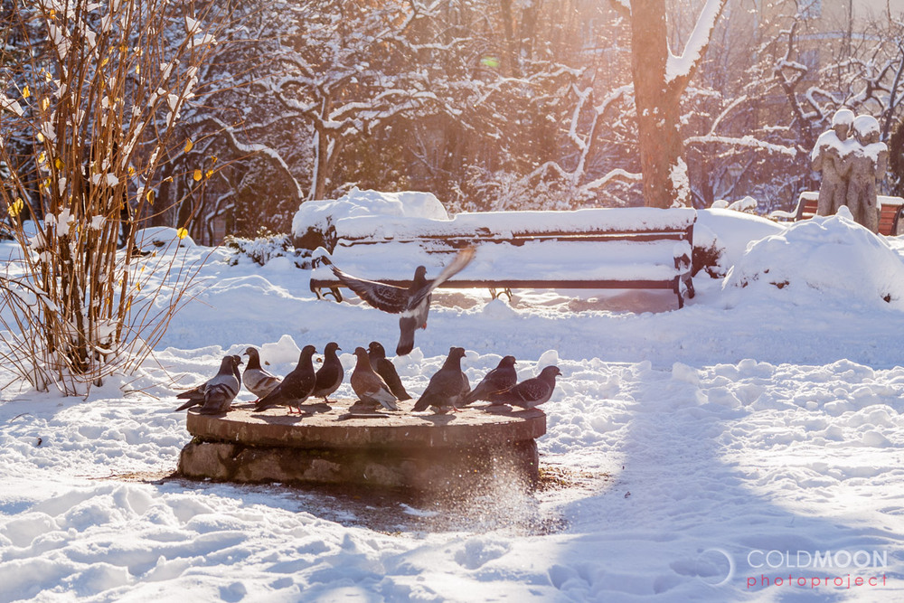 Фотографія Зимние зарисовки в солнечных лучах / Ruslan Minakryn / photographers.ua