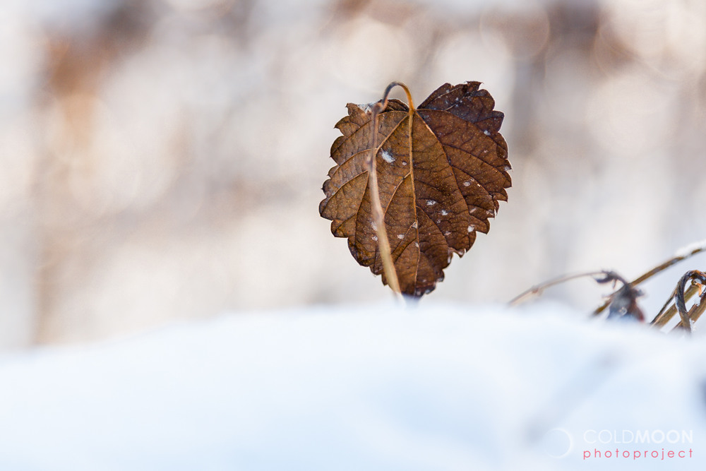 Фотографія Зимнее одиночество в лучах солнца / Ruslan Minakryn / photographers.ua