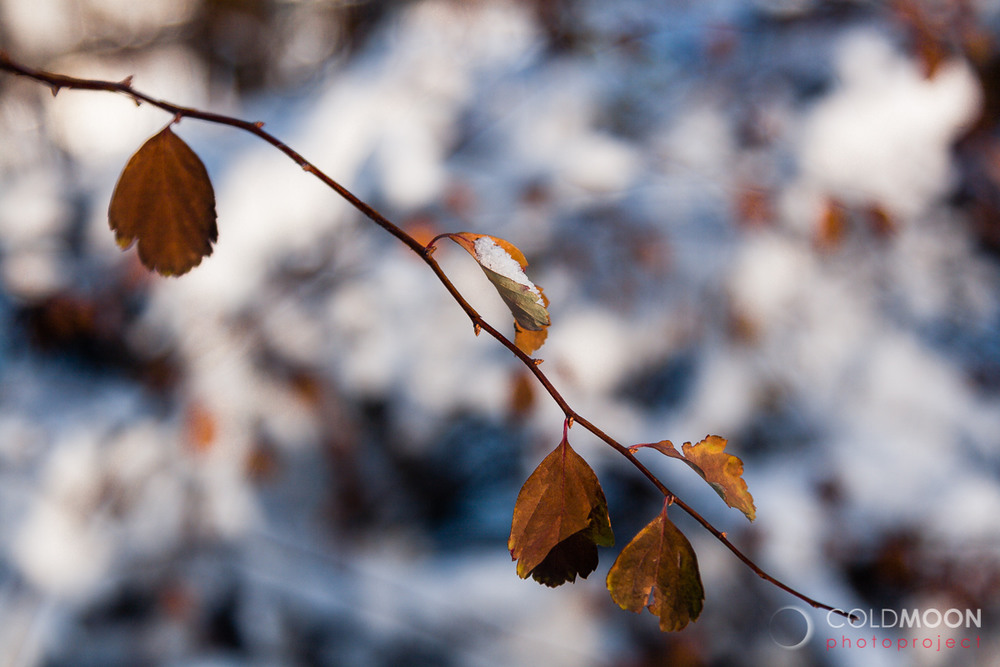 Фотографія Зимняя борьба с осенью / Ruslan Minakryn / photographers.ua