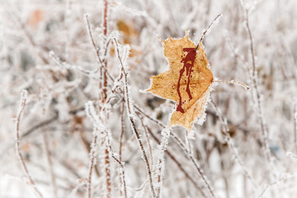 Фотографія У листьев тоже есть сердце. Часть № 4 / Ruslan Minakryn / photographers.ua