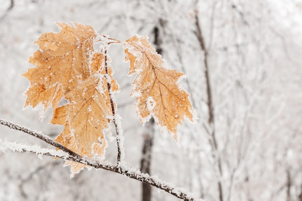 Фотографія Осенние противостояние зиме. Часть № 7 / Ruslan Minakryn / photographers.ua
