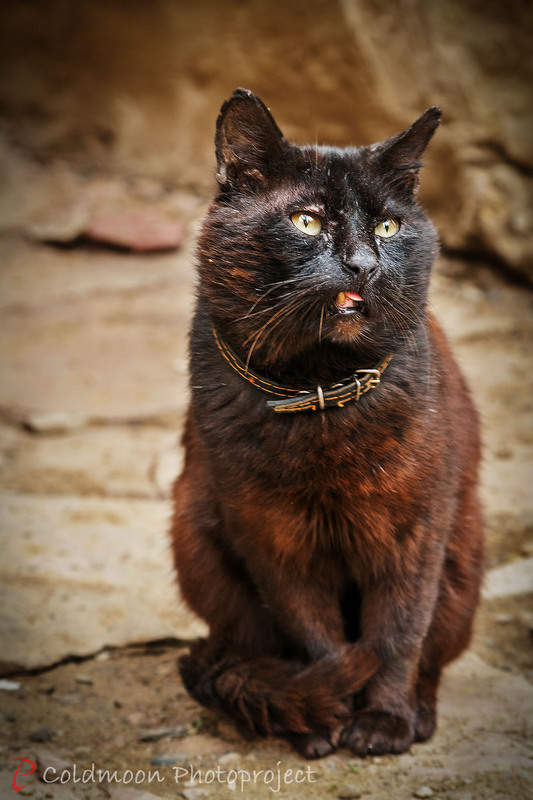 Фотографія Кот Бегемот / Ruslan Minakryn / photographers.ua