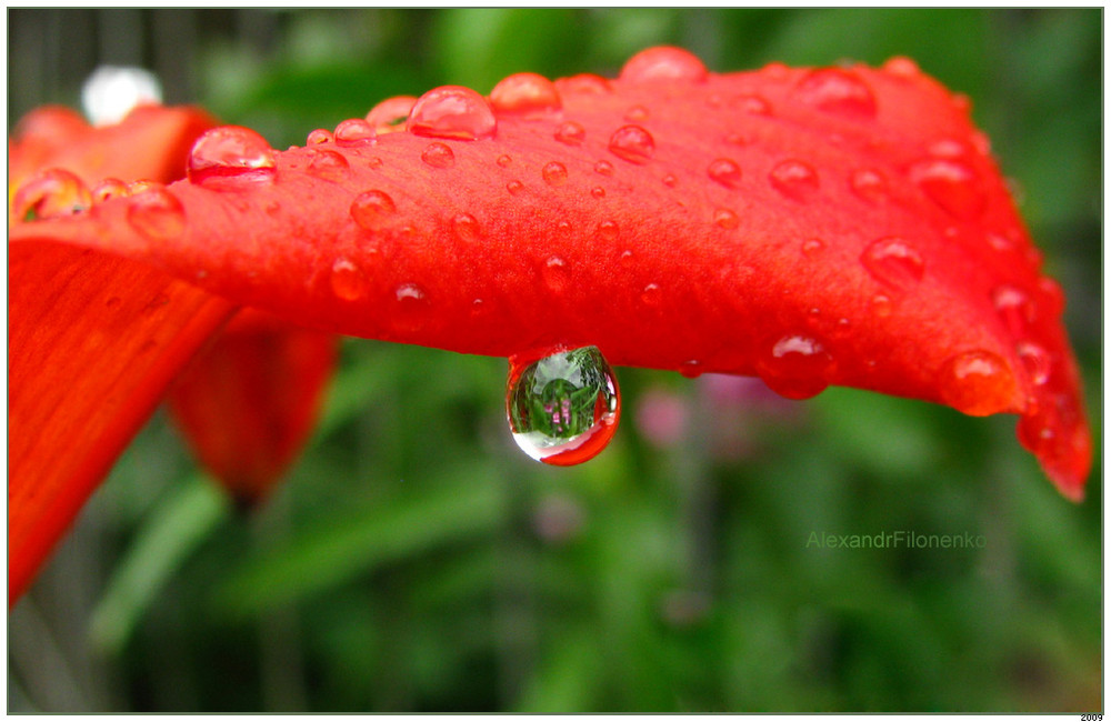 Фотографія "Небесна спроба, змусити квіти плакати" / Александр Филоненко / photographers.ua