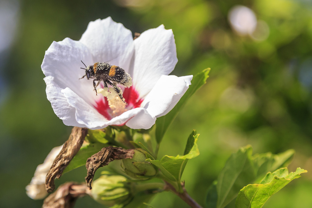Фотографія Пчела и тюльпановое дерево / Игорь Станкин / photographers.ua