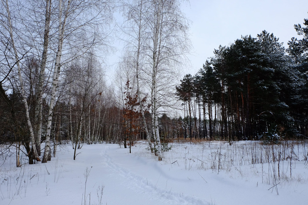 Фотографія Останній день зими в цьому році / Дмитро Швачко / photographers.ua