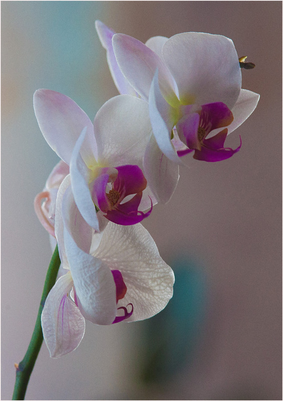 Фотографія Біла орхідея / Дмитро Швачко / photographers.ua