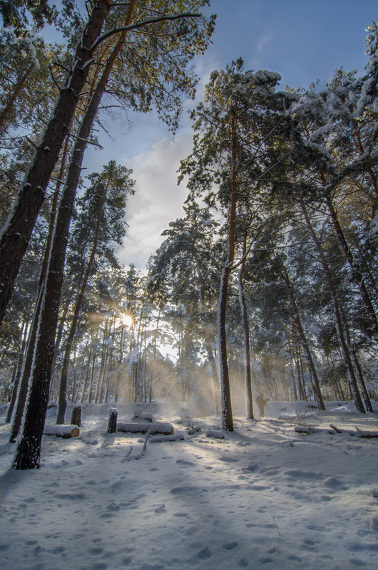 Фотографія Прогулка в лесу / Сергей Куценко / photographers.ua