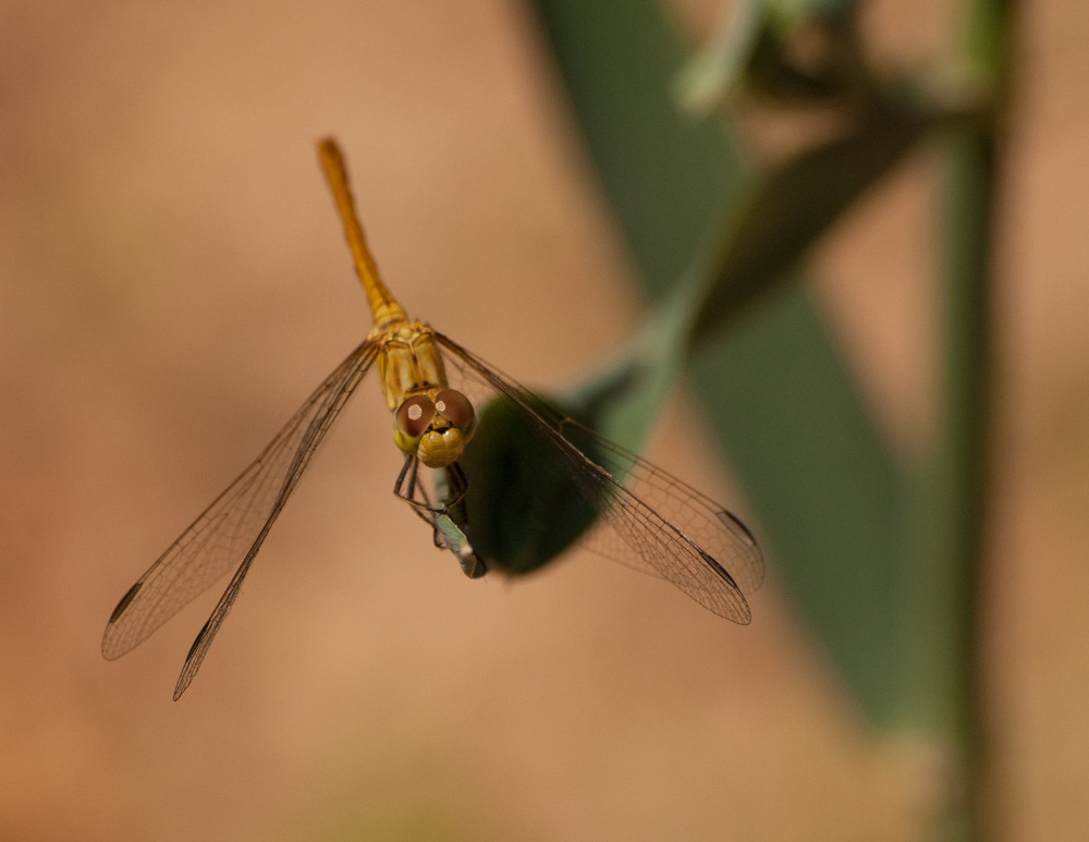 Фотографія *** / Ирина Боженова / photographers.ua