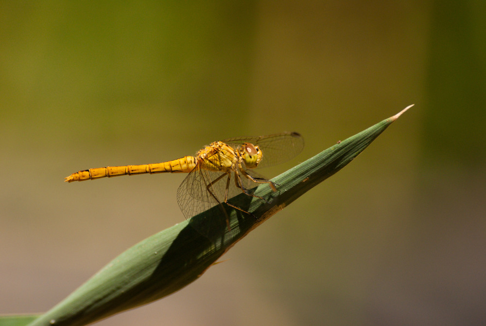 Фотографія *** / Ирина Боженова / photographers.ua