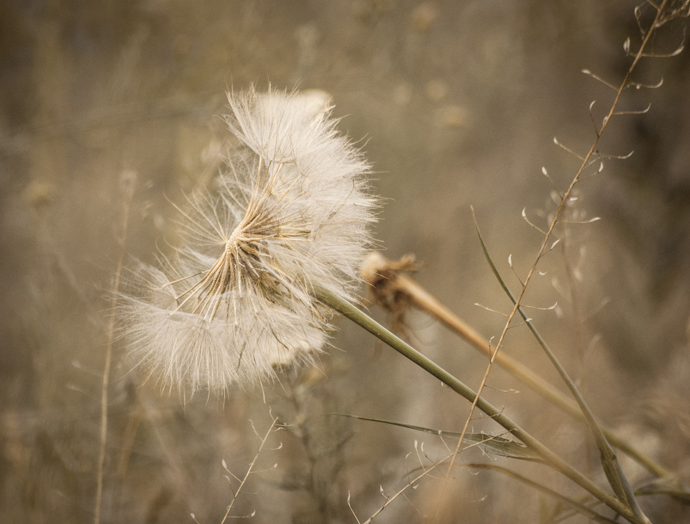 Фотографія *** / Ирина Боженова / photographers.ua