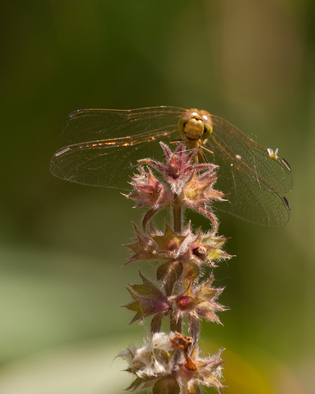 Фотографія *** / Ирина Боженова / photographers.ua