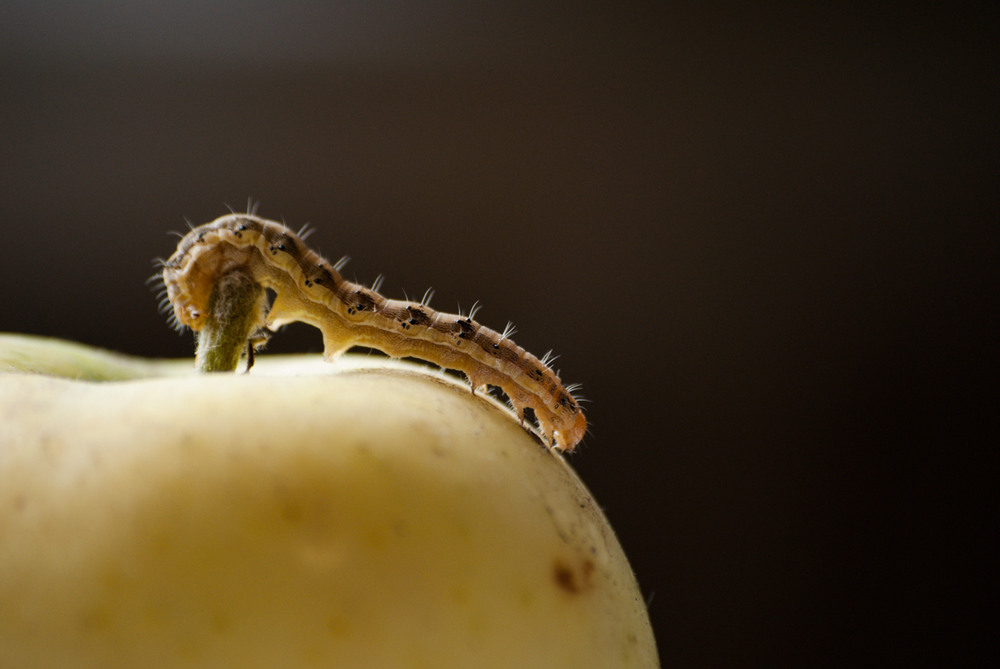 Фотографія *** / Ирина Боженова / photographers.ua
