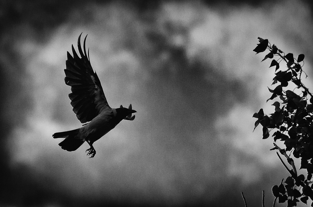 Фотографія *** / Ирина Боженова / photographers.ua