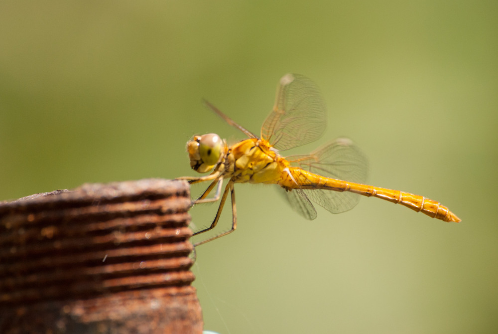 Фотографія *** / Ирина Боженова / photographers.ua