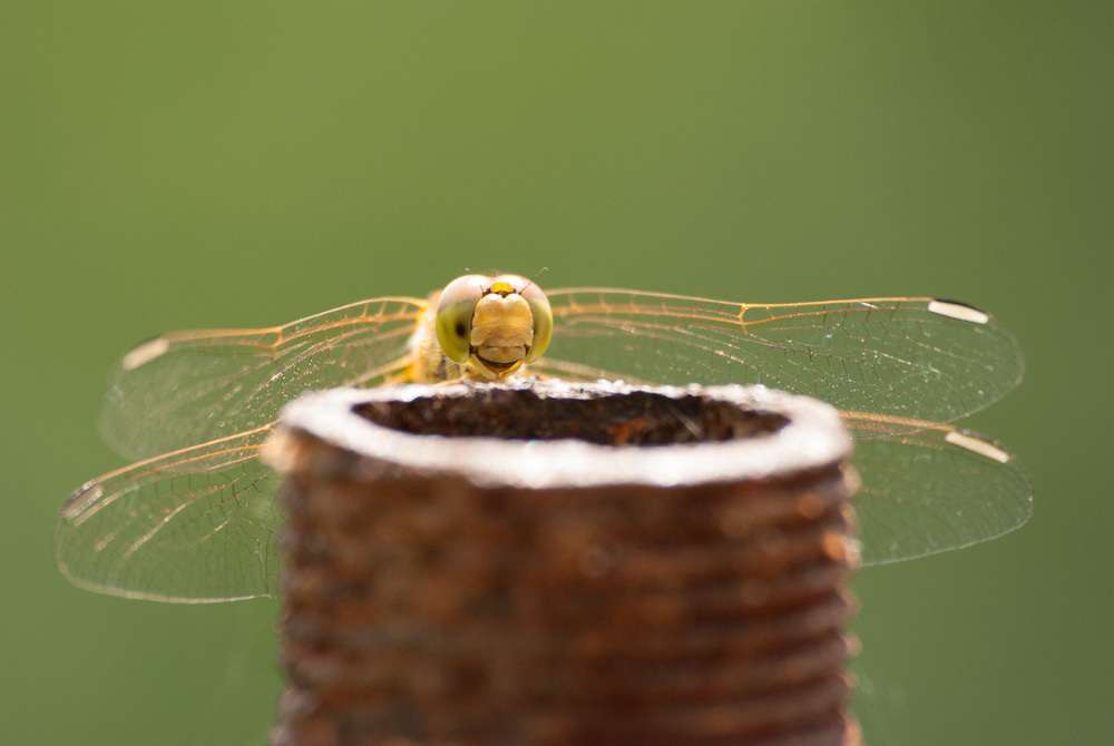 Фотографія *** / Ирина Боженова / photographers.ua