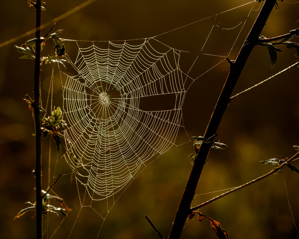 Фотографія *** / Ирина Боженова / photographers.ua