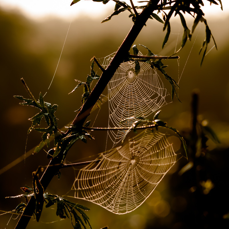 Фотографія *** / Ирина Боженова / photographers.ua