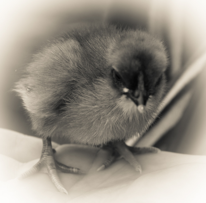 Фотографія Животные / Ирина Боженова / photographers.ua