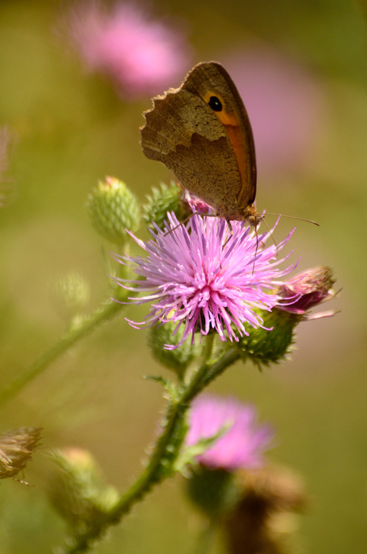 Фотографія *** / Ирина Боженова / photographers.ua