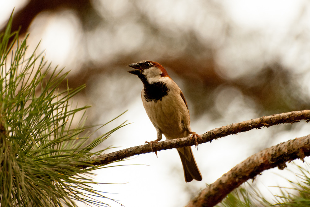 Фотографія *** / Ирина Боженова / photographers.ua