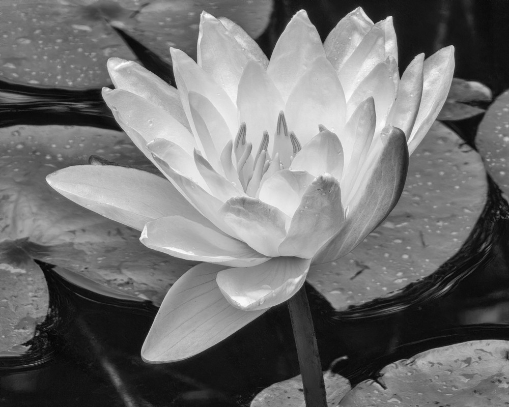 Фотографія Water lily in the pond / Леонид Шрайбман / photographers.ua