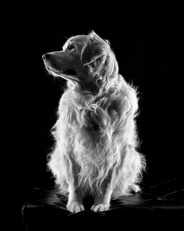 Фотографія Simba / Леонид Шрайбман / photographers.ua