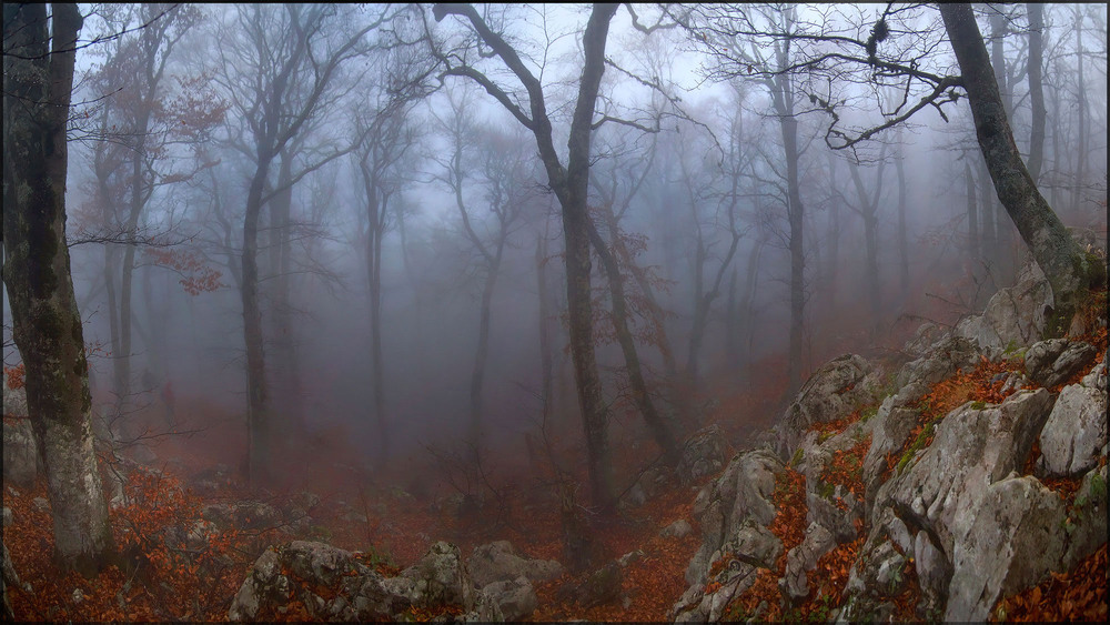 Фотографія Туманный лес / Елена Кравчишин / photographers.ua