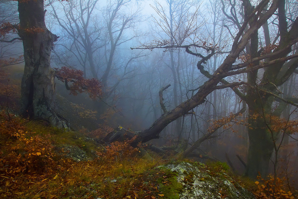 Фотографія Таинственный лес / Елена Кравчишин / photographers.ua