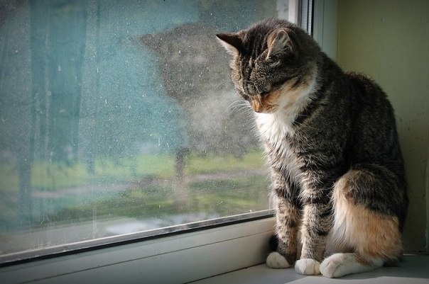 Фотографія Чи довго ще будуть дощі? / Velly Ann Gucci / photographers.ua