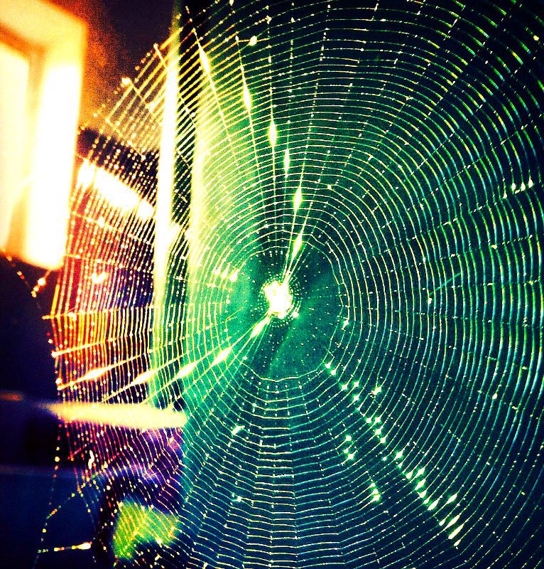 Фотографія Павутиння Шарлотти / Velly Ann Gucci / photographers.ua