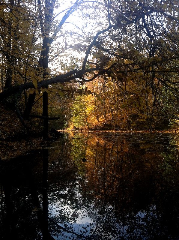 Фотографія Осінні барви / Velly Ann Gucci / photographers.ua