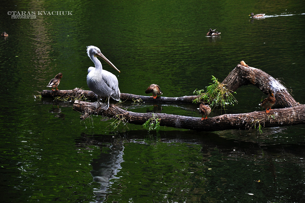 Фотографія пташкі на дереві, пташкі в воді / Тарас Квачук / photographers.ua