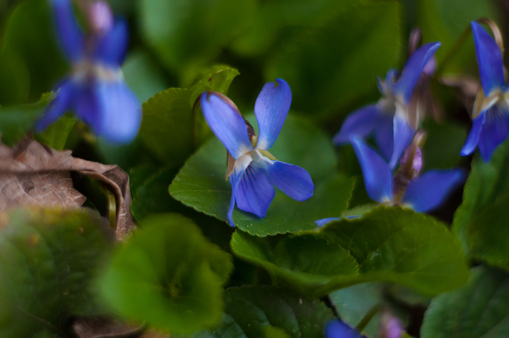 Фотографія Blue flower / Alik @LieN Kalambet / photographers.ua