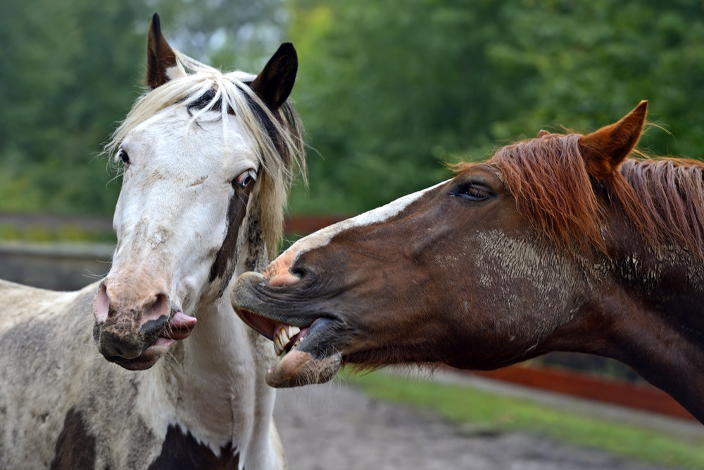 Фотографія Пусть в новом году Лошадь с Вами не дразнится, а даёт всё что мы хотим!!! / Кислинский Эдуард / photographers.ua