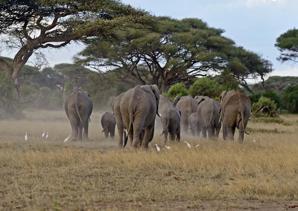 Фотографія Куда ушли слоны...? / Кислинский Эдуард / photographers.ua
