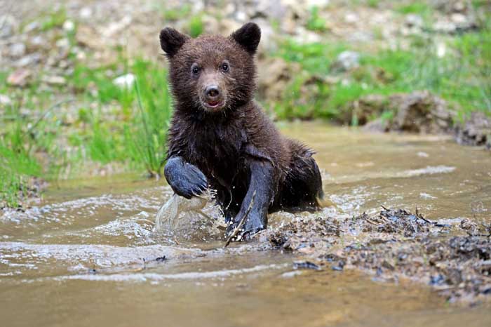Фотографія Нападающий медвежонок / Кислинский Эдуард / photographers.ua