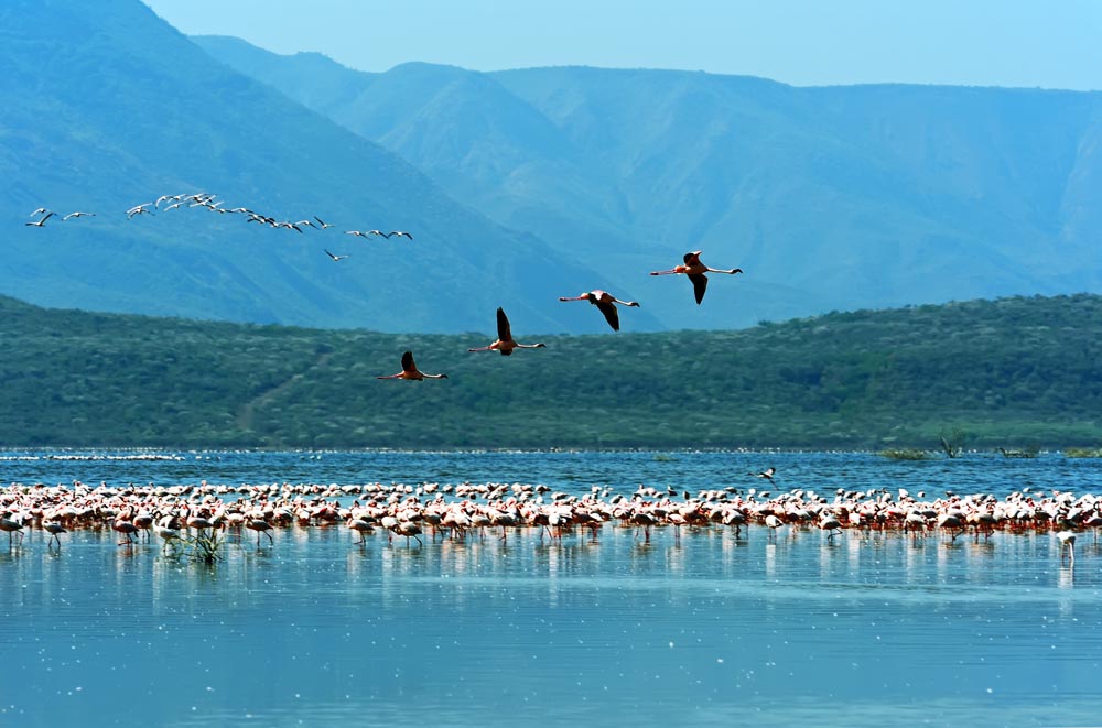 Фотографія Фламинго на озере Багория. / Кислинский Эдуард / photographers.ua