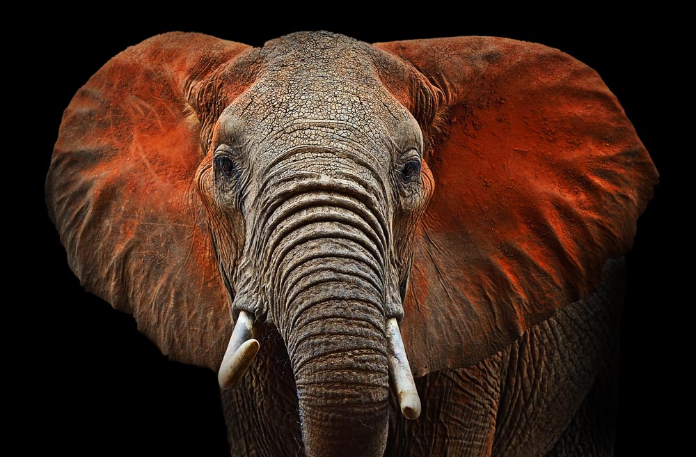 Фотографія Красный Слон саванныТсаво. / Кислинский Эдуард / photographers.ua