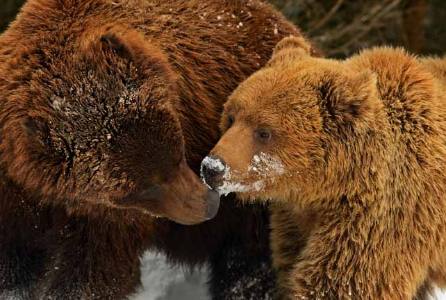 Фотографія Медвежий поцелуй. / Кислинский Эдуард / photographers.ua