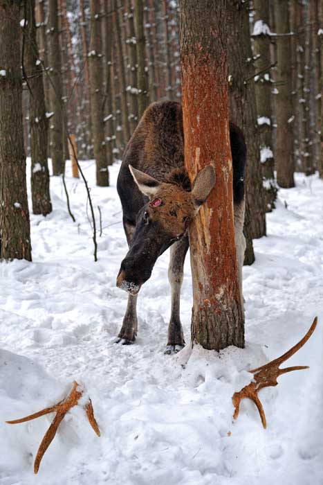 Фотографія Лось скинувший рога. / Кислинский Эдуард / photographers.ua