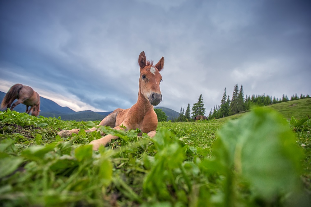 Фотографія leggy mini-horse / Антон Бородавка / photographers.ua