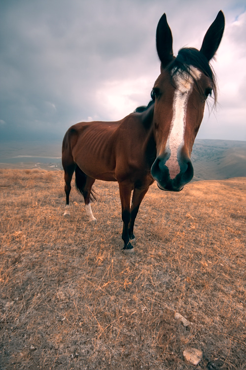 Фотографія О том, как с помощью широкоугольника можно лошадь превратить в ослика)) / Антон Бородавка / photographers.ua