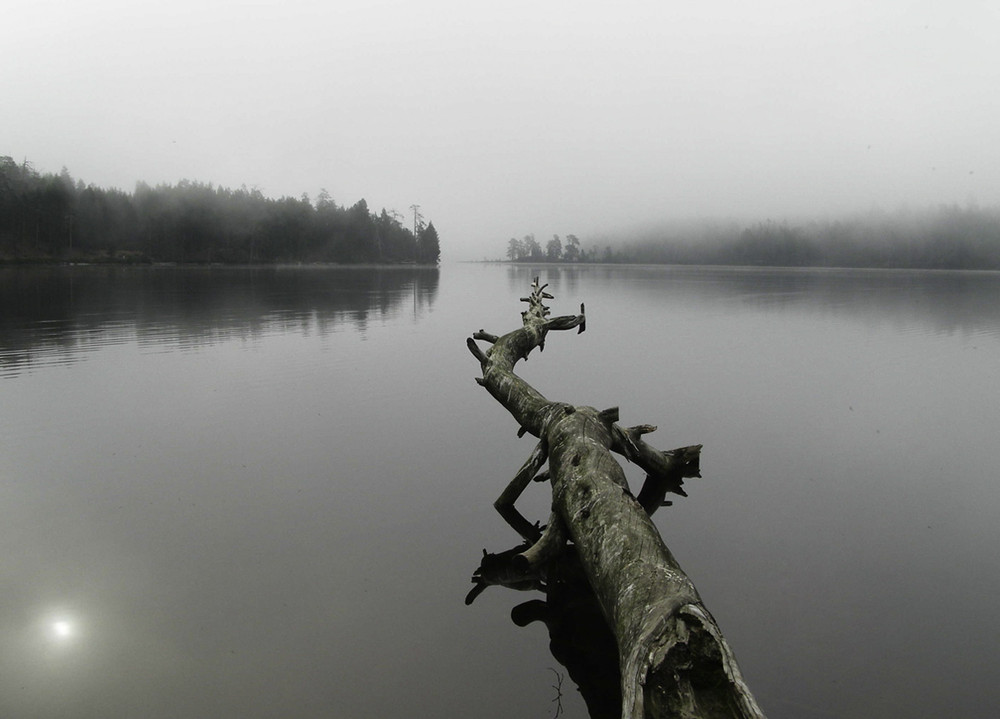 Фотографія обитатель туманного озера / Alex * / photographers.ua