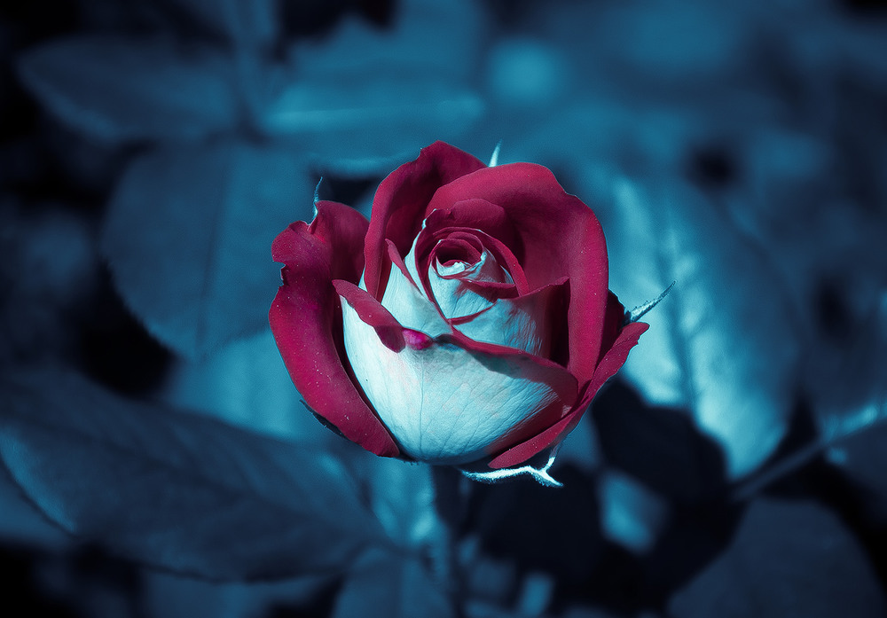 Фотографія Холодная роза / Anastasiya , Sidenko / photographers.ua