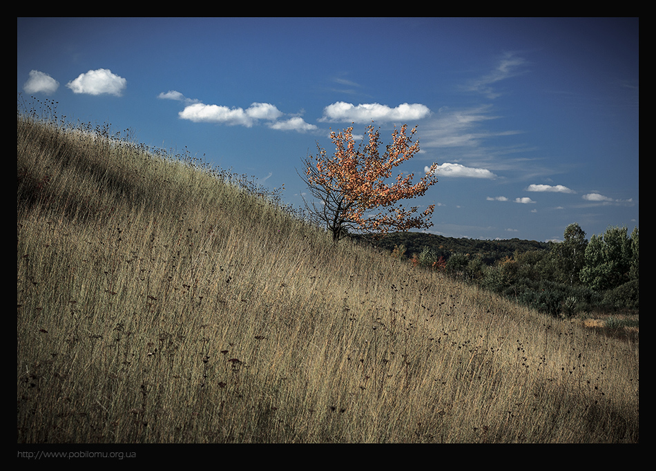 Фотографія Осіннє дерево, під небом мальовничим / Андрій Бабчій / photographers.ua