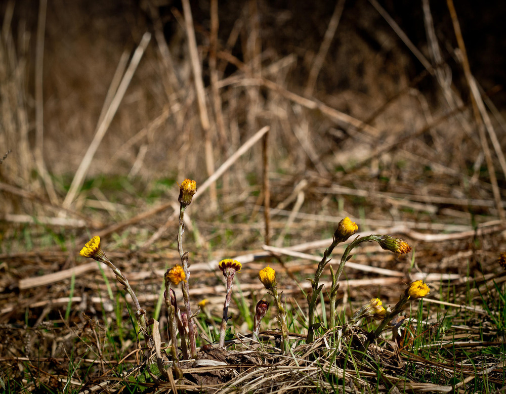 Фотографія танець квітів / Андрій Бабчій / photographers.ua