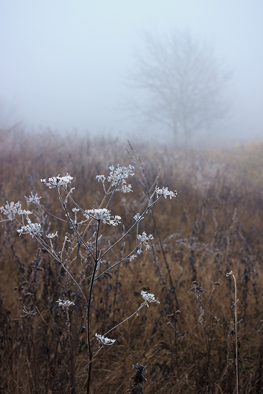 Фотографія сховатись в туман / Андрій Бабчій / photographers.ua