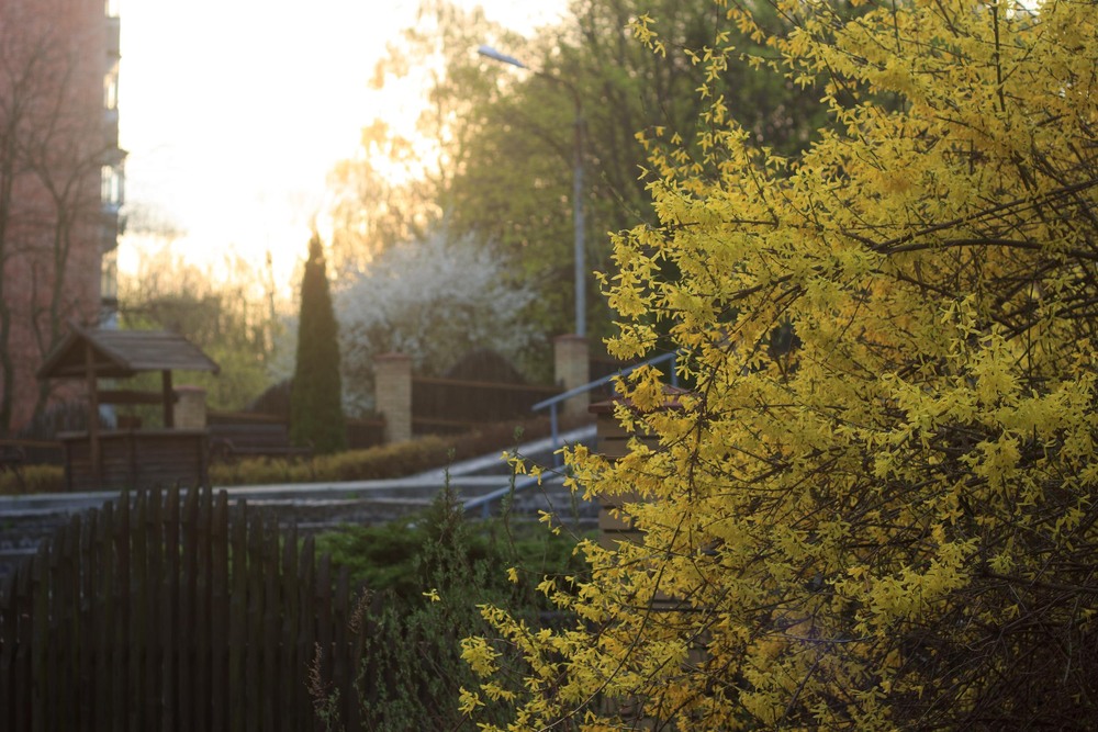Фотографія настрій весняного вечора / Андрій Бабчій / photographers.ua